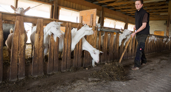 Bauer mit seinen Ziegen
