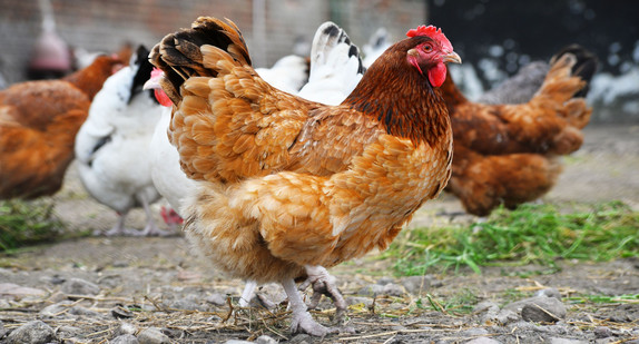 Hühner auf einem Hof