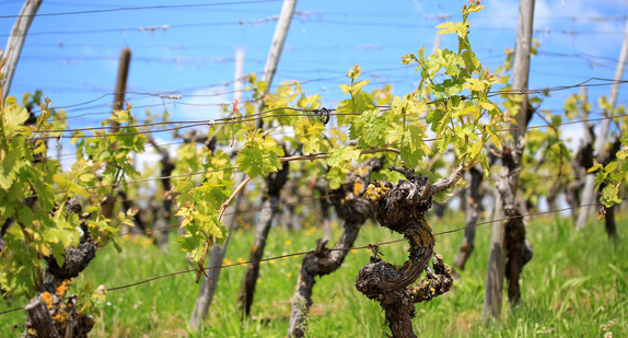 Weinreben im Frühling