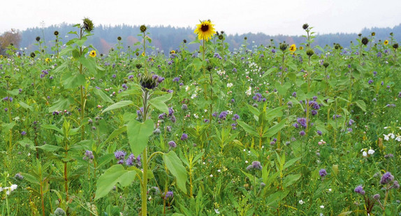 Begrünung von Ackerflächen