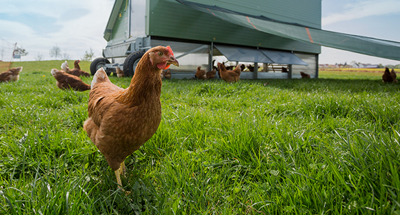 Hühner in Freilandhaltung © Jan Potente