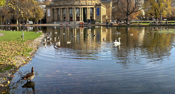 Gänse am Eckensee in Stuttgart